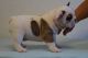 French Bulldog Puppies for sale in Brownsville, TX, USA. price: $400
