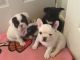 French Bulldog Puppies for sale in Berkeley, CA, USA. price: NA