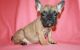 French Bulldog Puppies for sale in Cambridge, MA, USA. price: NA