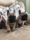 French Bulldog Puppies for sale in Cambridge, MA, USA. price: NA