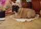 French Bulldog Puppies for sale in Arkansas City, AR 71630, USA. price: NA