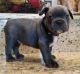 French Bulldog Puppies for sale in Burbank, CA, USA. price: $500
