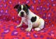 French Bulldog Puppies for sale in Richmond, CA, USA. price: $350