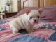 French Bulldog Puppies for sale in Port St Lucie, FL, USA. price: NA
