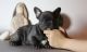 French Bulldog Puppies for sale in East Los Angeles, CA, USA. price: $250