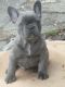 French Bulldog Puppies for sale in Columbia, MO, USA. price: NA