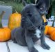 French Bulldog Puppies for sale in Baltimore, MD, USA. price: NA