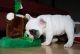 French Bulldog Puppies for sale in Spreckels, CA 93908, USA. price: NA