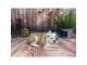 French Bulldog Puppies for sale in Amarillo, TX, USA. price: $400