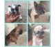 French Bulldog Puppies for sale in Amarillo, TX, USA. price: $400