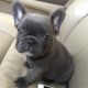 French Bulldog Puppies for sale in Bay City, OR 97107, USA. price: NA