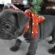 French Bulldog Puppies for sale in Andersonville, GA 31711, USA. price: NA