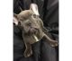 French Bulldog Puppies for sale in Idaho Falls, ID, USA. price: $500