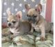 French Bulldog Puppies for sale in South Bend, IN, USA. price: $500