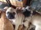 French Bulldog Puppies for sale in Lynn, MA, USA. price: $350