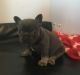 French Bulldog Puppies for sale in Green Forest, AR 72638, USA. price: NA