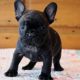 French Bulldog Puppies for sale in Orange, CA, USA. price: NA