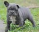French Bulldog Puppies for sale in Atomic City, ID 83221, USA. price: NA