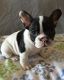 French Bulldog Puppies for sale in Brownville Junction, Brownville, ME 04414, USA. price: NA