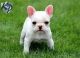 French Bulldog Puppies for sale in Arkansas City, KS 67005, USA. price: NA