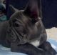 French Bulldog Puppies for sale in Arlington, TX, USA. price: $590