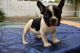French Bulldog Puppies for sale in South Bend, IN, USA. price: $590