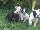 French Bulldog Puppies for sale in Barrett, MN 56311, USA. price: NA