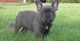 French Bulldog Puppies for sale in Groton, CT, USA. price: NA