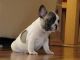 French Bulldog Puppies for sale in Burbank, CA, USA. price: $900