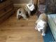 French Bulldog Puppies for sale in East Los Angeles, CA, USA. price: $400