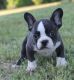 French Bulldog Puppies for sale in Bridgeport, CT, USA. price: NA