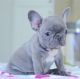 French Bulldog Puppies for sale in Boise, ID, USA. price: NA