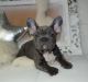 French Bulldog Puppies for sale in Apple Springs, TX, USA. price: NA