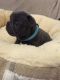 French Bulldog Puppies for sale in Apple Springs, TX, USA. price: $600