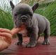 French Bulldog Puppies for sale in Austinburg, OH 44010, USA. price: NA