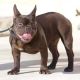 French Bulldog Puppies for sale in Inglewood, CA, USA. price: NA