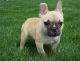 French Bulldog Puppies for sale in Charlo, MT 59824, USA. price: $590