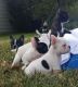 French Bulldog Puppies for sale in Sunnyvale, CA, USA. price: NA