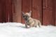 French Bulldog Puppies for sale in Oxnard, CA, USA. price: $2,000