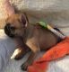 French Bulldog Puppies for sale in East Los Angeles, CA, USA. price: $500