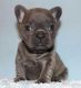 French Bulldog Puppies for sale in Carlsbad, CA, USA. price: NA