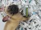 French Bulldog Puppies for sale in Barnegat Township, NJ, USA. price: NA