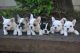 French Bulldog Puppies for sale in Santa Rosa, CA, USA. price: NA