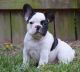 French Bulldog Puppies for sale in Fairfield, CA, USA. price: $500
