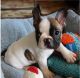 French Bulldog Puppies for sale in Vermont, USA. price: $450