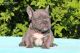 French Bulldog Puppies for sale in Abilene, TX, USA. price: NA