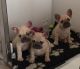 French Bulldog Puppies for sale in Brooktondale, NY 14817, USA. price: NA