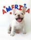 French Bulldog Puppies for sale in Coral Springs, FL, USA. price: NA