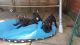 French Bulldog Puppies for sale in Bridgeport, WA 98813, USA. price: NA