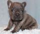 French Bulldog Puppies for sale in Austinburg, OH 44010, USA. price: NA
